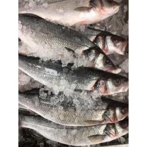 新鲜鲈鱼 400 -600g 整箱 6KG (周二到周六供应）