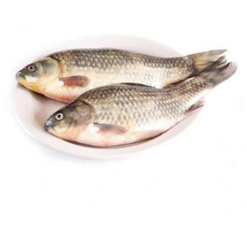 新鲜鲫鱼 1KG（2-5条按实际大小）