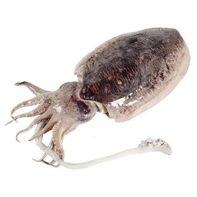 新鲜大墨鱼 Per Kg（需提前预定）